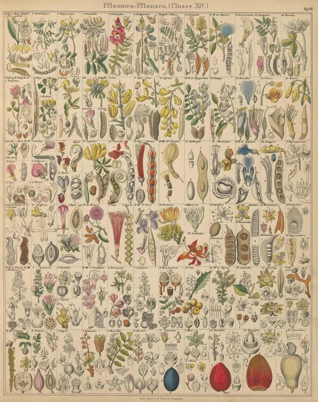 Abbildungen zu Oken’s Allgemeiner Naturgeschichte für alle Stände Pl.021 (1841) by Lorenz Oken
